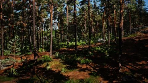 Nordic pine forest in evening light Stock Illustration