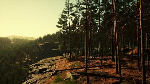 Nordic pine forest in evening light Stock Illustration