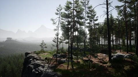 Nordic pine forest in evening light Stock Illustration
