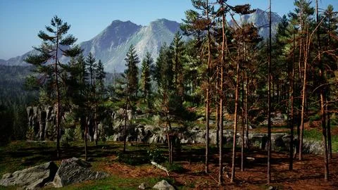 Nordic pine forest in evening light Stock Illustration