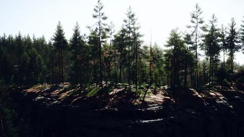 Nordic pine forest in evening light Stock Illustration