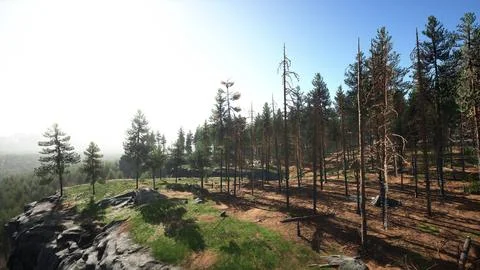 Nordic pine forest in evening light Stock Illustration