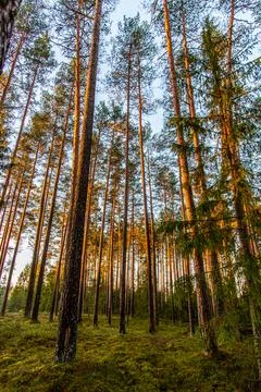 Nordic pine forest in evening light. Gold hour woods Stock Photos