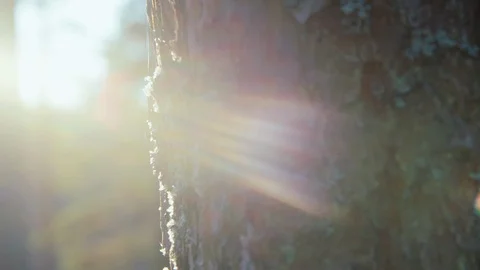 Nordic Pine-tree Trunk 4K Stock Footage 129248962