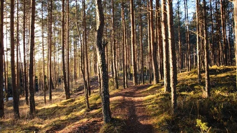 Nordic Pine Trees 4K Stock Footage 130107722