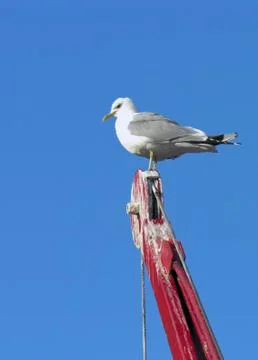 Nordic saagull on a crane Stock Photos