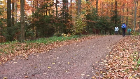 Nordic valking. Vídeo Stock 98466935