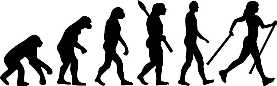 Nordic Walking Evolution Stock Illustration