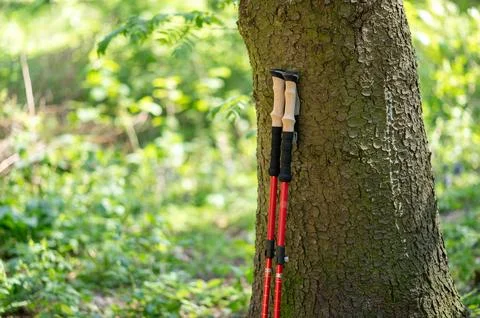 Nordic walking poles leaning against the trunk of a large tree in a forest, s Fotos de archivo