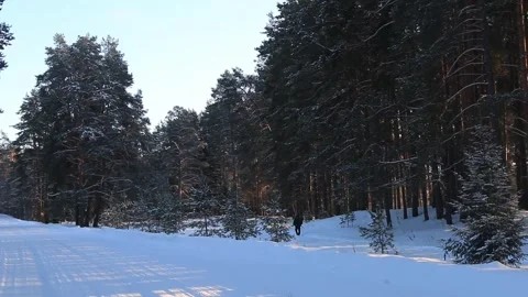Nordic walking in a winter forest Stock Footage 248310793