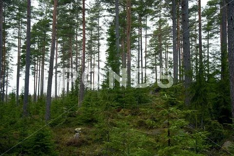 Nordic woodland Stock Photos