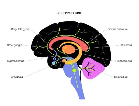 Norepinephrine hormone pathway Stock Illustration