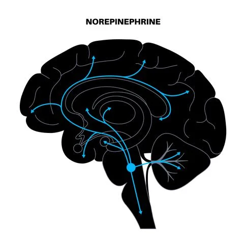 Norepinephrine hormone pathway Stock Illustration