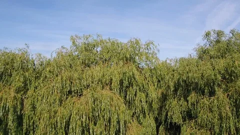 Norfolk Broads 13 Stock Footage 100899791