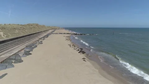 Norfolk Coast Seals 4k Stock Footage 144882008