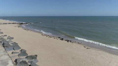 Norfolk Coast Seals 4k Stock Footage 144883350