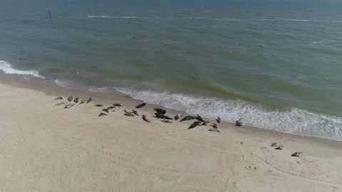 Norfolk Coast Seals 4k Stock Footage 144883560