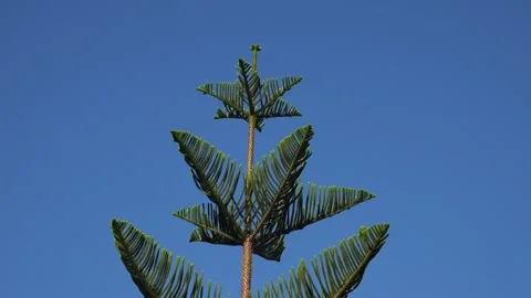 Norfolk Island Pine CONIFER TREE (Araucaria heterophylla) Stock Footage 316794142