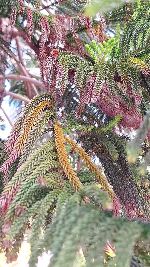 Norfolk Island Pine Tree Branches Stock Footage 337934147