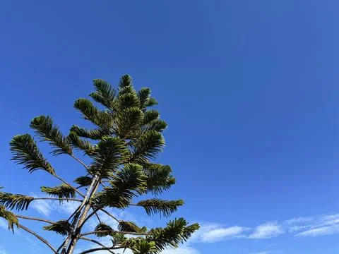 Norfolk Island pine tree branches against clear blue sky with soft white clouds. Foto stock
