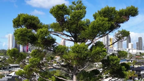 Norfolk Island Pine Tree with Surfers Paradise Skyline Background Vídeos de archivo 345013869