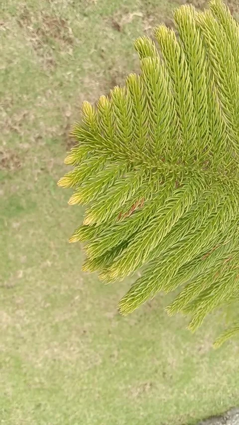Norfolk pine Stock Footage 280169549