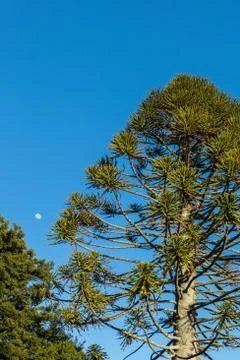 Norfolk Pine Tree Stock Photos