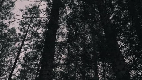 Norfolk Pine woods forest at sunset Honolulu Hawaii Stock Footage 314683102