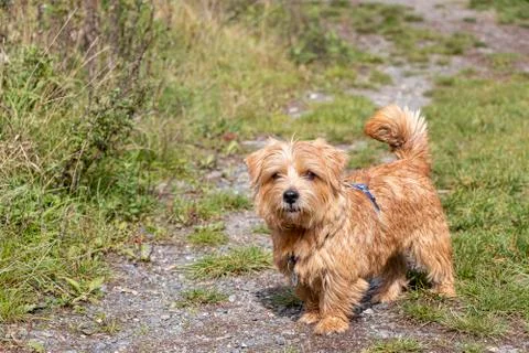 Norfolk terrier Stock Photos