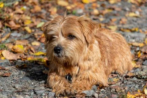 Norfolk terrier Stock Photos
