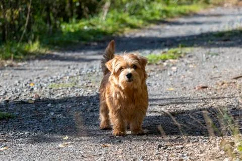 Norfolk terrier Stock Photos
