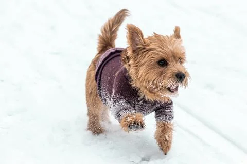 Norfolk terrier play on white snow in winter Stock Photos