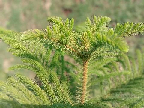 Norfolk trees Stock Photos