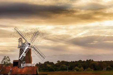 Norfolk windmill with flock of birds at sunset Stock Photos