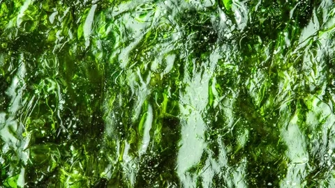 Nori leaf, dried algae, rotating, turning, close-up Stock Footage 255037269