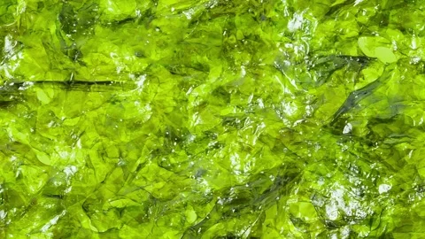 Nori rectangular leaf, dried algae, moving sideways, close-up macro, top view Video stock 256331459