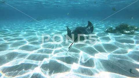 Norkeling in a lagoon with fish ray, French Polynesia Stock Photos