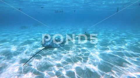 Norkeling in a lagoon with fish ray, French Polynesia Stock Photos