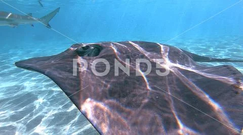 Norkeling in a lagoon with fish ray, French Polynesia Stock Photos