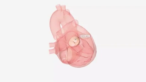 Normal Aortic valve . Stock Footage 230471725