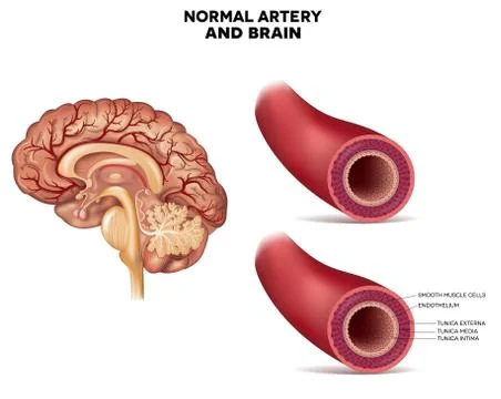 Normal artery structure and brain Stock Illustration