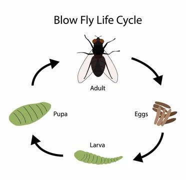The normal blowfly life cycle in warm weather,  A pupa is the life stage Stock Illustration