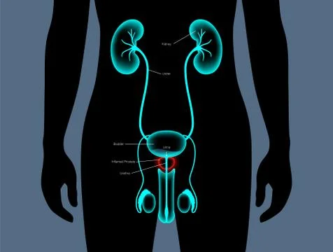 Normal bones concept Stock Illustration