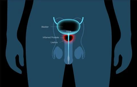 Normal bones concept Stock Illustration