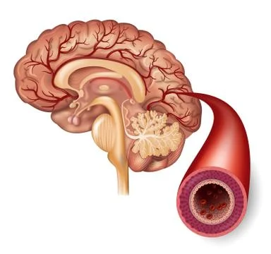 Normal brain and artery Stock Illustration