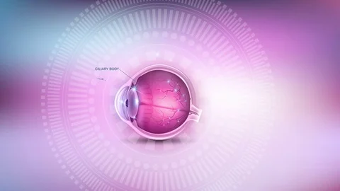 Normal eye anatomy with description Stock Footage 69874194