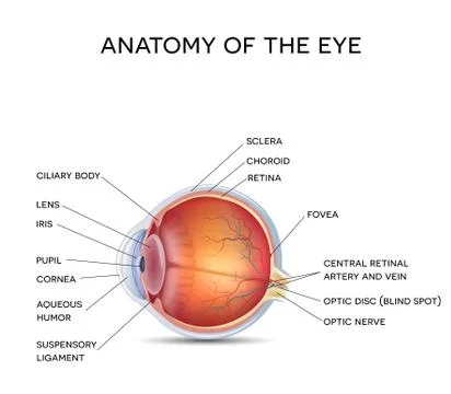 Normal eye Stock Illustration