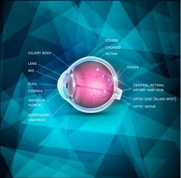 Normal eye Stock Illustration