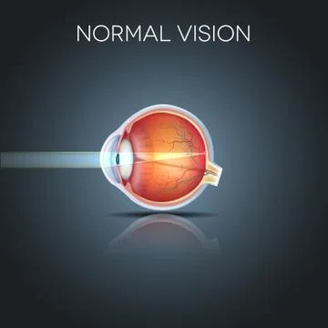 Normal eye vision Stock Illustration