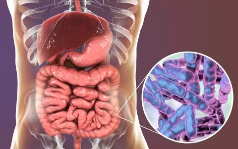 Normal flora of large intestine, bacteria Bidifobacterium Illustrazione stock